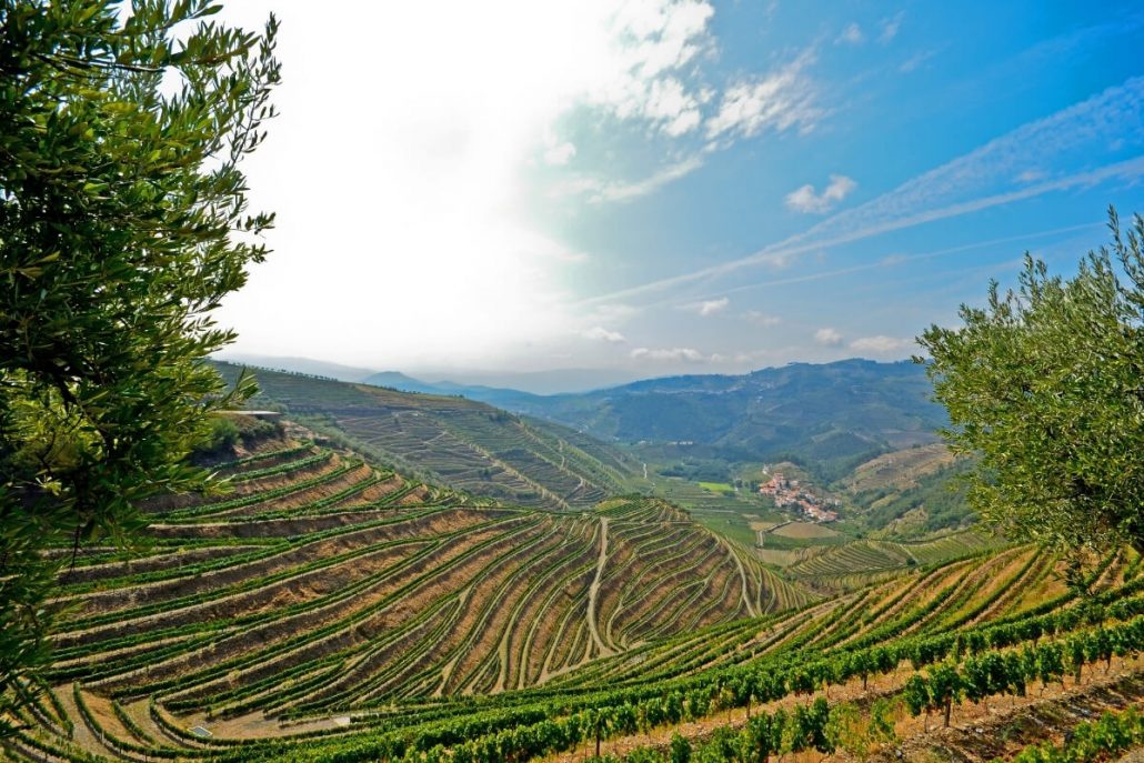 A picture of hills covered in vineyards in the Duoro Valley in the northern region of Portugal